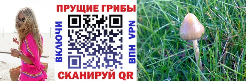 Псилоцибиновые грибы Psilocybine cubensis кракен tor Игарка